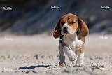 4163t09SleL. SL160  Beagle Puppy Wall Decal Removable Graphic (12W x 8H)
