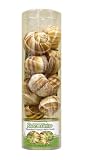 Reese Maurice Snail with Shell, 12 Count, 7-Ounce Units (Pack of 2)