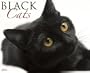 Black Cats 2011 Wall Calendar