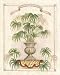 Art Poster Print - Palm Thrinax Excelsa - Artist: J. Brooks - Poster Size: 16 X 20 in...