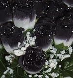 84 Silk Rose Flowers w/Raindrops - Wedding Flowers - Bridal/Floral - White/Black