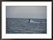 A whale, flukes raised, dives into the Sitkinak Strait Framed Art Poster Print by George F. Mobley, 29x21