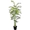 Deluxe Bamboo Faux Palm Tree - Green (6')
