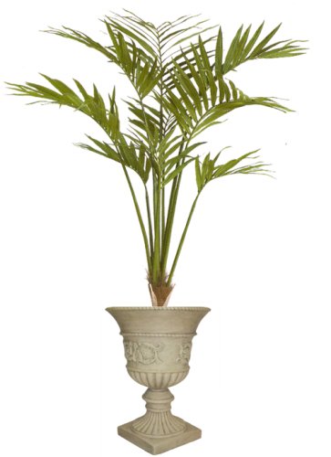 7ft KENTIA PALM TREE