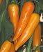 Organic Bulgarian Carrot Chili Pepper 15 Seeds