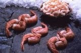 15 Pounds Jumbo Alaskan Sweet Shrimp SAVE 4%!