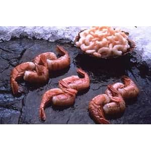 10 pounds Jumbo Alaskan Sweet Shrimp by Wild Alaskan Smoked Salmon & Seafood