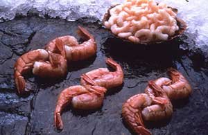 10 Pounds Alaskan Sweet Shrimp