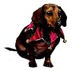 PET STAR COLLAR - Great Holiday Collar for your Pup! - Just over cost!