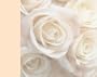 Wedding Photo Album