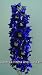 Plug Plants: Perennials: Pack of 6. Delphinium Pacific Giants King Arthur