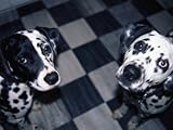 IMAGE OF Two Dalmatians Look up from a Black and White Checkered Kitchen Floor Stretched Canvas Poster Print by Nadia M. B. Hughes, 24x32
