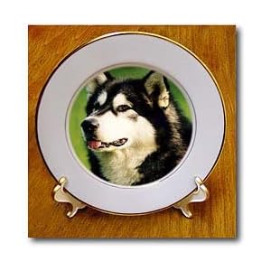 Alaska Malamute Dog - 8 Inch Porcelain Plate