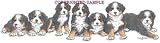 Bernese Mtn. Dog - Puppies in a Row by Cindy Farmer