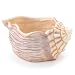 Beautiful Seashell Planter/Vase Great Beach Decor