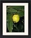 Framed Prints of Jlm-2734 Guava - Fruit from Ardea Wildlife Pets