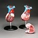 Budget Life-Size Heart Model-CH7