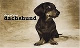 Day of the Dachshund Note Cards (Potter Style) (Potter Style)