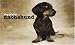 Day of the Dachshund Note Cards (Potter Style)
