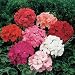 Geranium - Mix - 100 Seeds