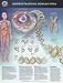 Understanding Human DNA Anatomical Chart
