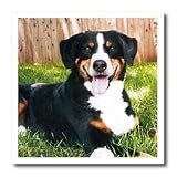 Appenzeller Mountain Dog - 10x10 Iron On Heat Transfer For White Material