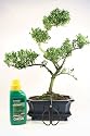 Bonsai Tree Gift Set - Japanese Flowering Holly (Ilex)