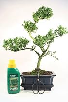 Bonsai Tree Gift Set - Japanese Flowering Holly (Ilex)