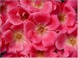 Knock Out Rose (Pink)