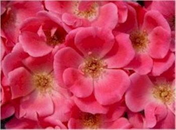 Pink Knockout Rose