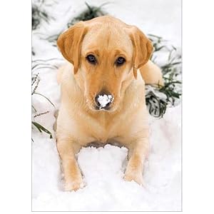 Labrador Retriever Christmas Cards