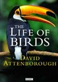 The Life of Birds