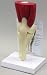 Muscled Knee Anatomical Model Bone Joint