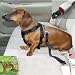 Safety Harness - Small/Medium