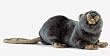 Beaver Plush Animal From Hansa Toys, 10.25 Inches, Handmade
