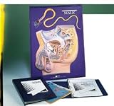 Hubbard Scientific 2660 Male Reproductive Model Activity Set