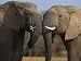 Elephants Socialising in Addo Elephant National Park, Eastern Cape, South Africa Phot...