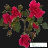 Forty Stems of Hot Pink Spray Roses, Buy 20, Get 20 FREE.