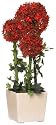 GKI Bethlehem Lighting 20-Inch Red Alliums with LED Lights, Battery Operated