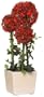 GKI Bethlehem Lighting 20-Inch Red Alliums with LED Lights, Battery Operated