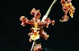 Onc powellii x Aspacia epidendroides