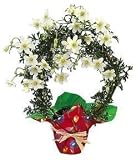 Clematis Potted Plant - Clematis Wreath Topiary - Mother's Day Flowers - Mother's Day Plant