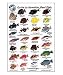Fish Identification Cards - Reef Fish - Hawaii and the Hawaiian Islands - 9 x 6