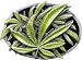 Mens Green Bud Marijuana Leaf Metal Belt Buckle Image
