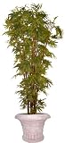 10FT BAMBOO PALM