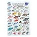 Water proof Fish Species Guide to reef fish of the Bahamas