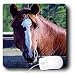 Horse - Quarter Horse Mare - Mouse Pads