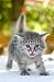 Wallmonkeys Peel and Stick Wall Decals - Walking Kitten - Removable Graphic