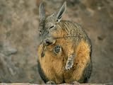 Close View of a Herbivorous Viscacha Artists Photographic Poster Print, 18x24