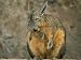Close View of a Herbivorous Viscacha Photographic Poster Print, 24x18